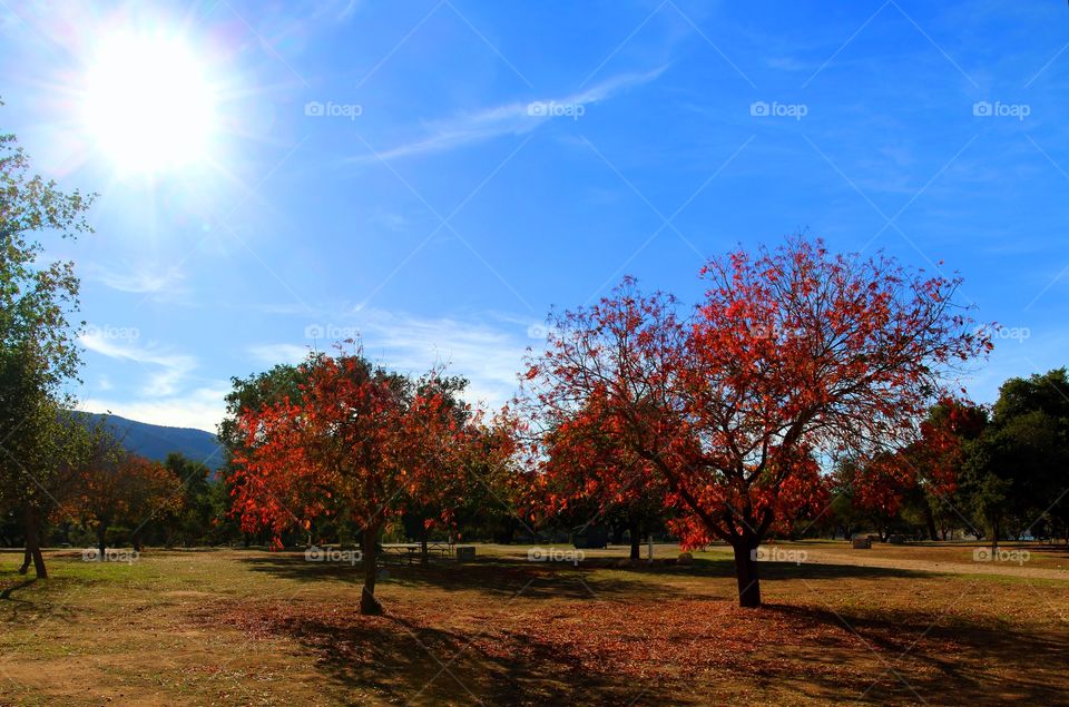 Larger View of Fall Colored Trees

Same trees as my previous upload. At Lake Cachuma, CA