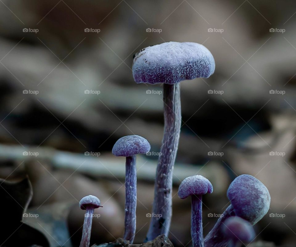 A group of amethyst deceiver mushroom growing out of the forest floor