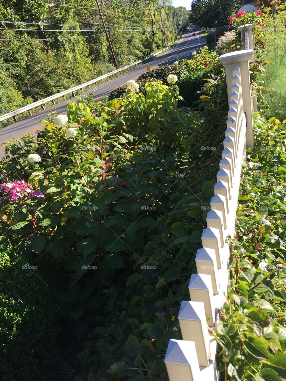 Fence with road and flowers