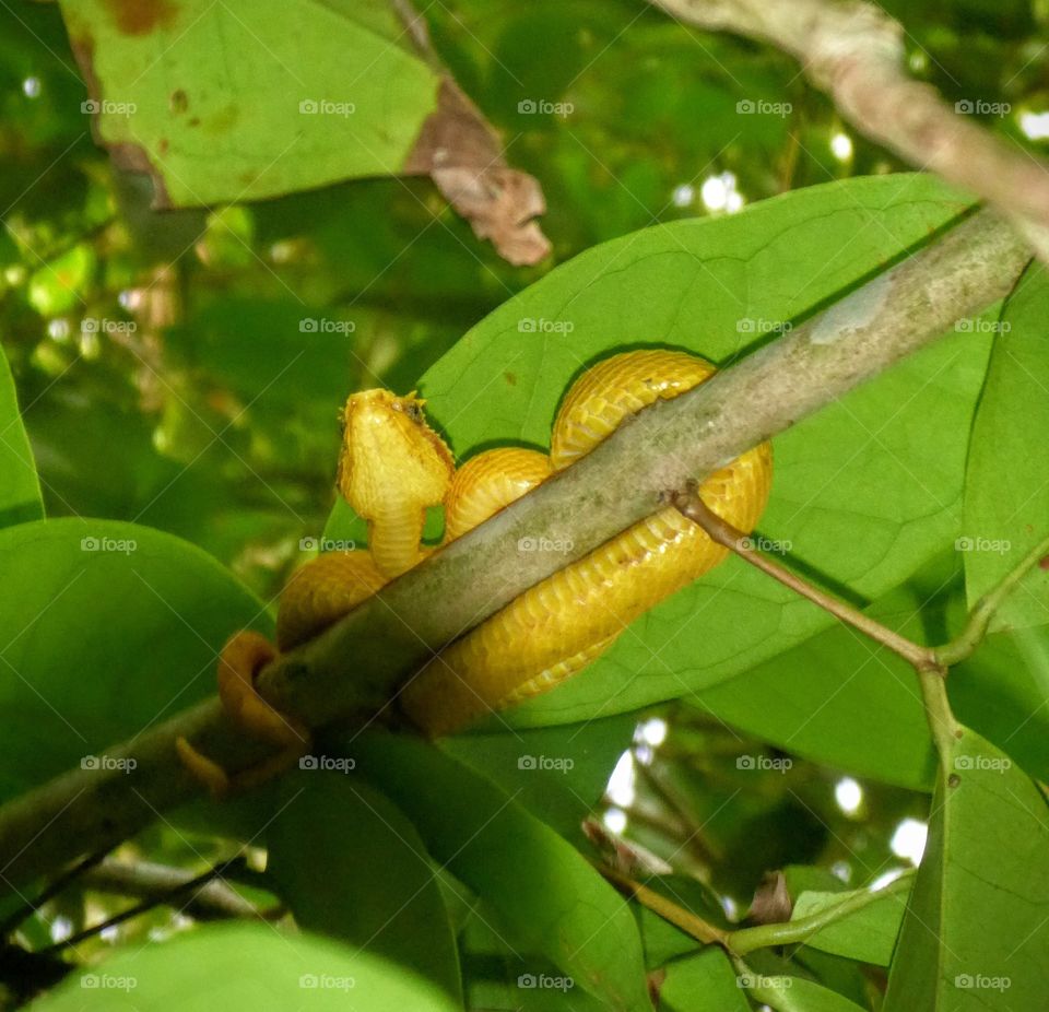 Eyelash viper