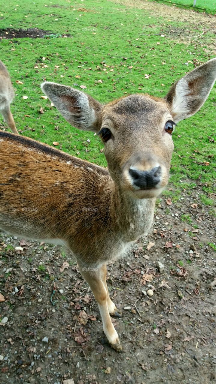 tender deer's look
