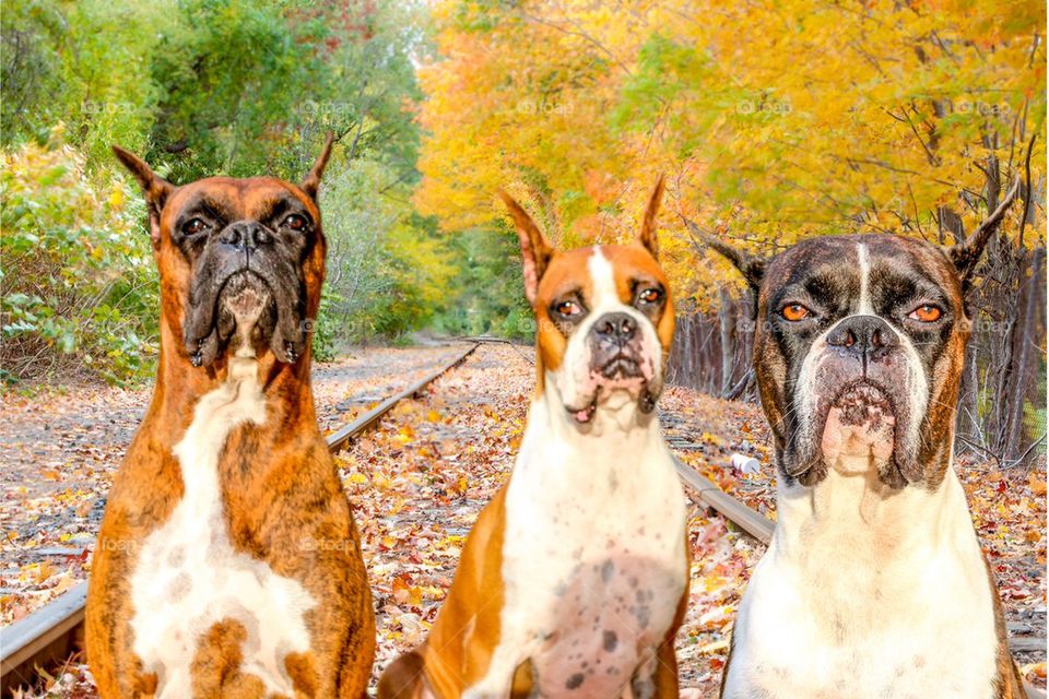 Three boxer dogs looking funny