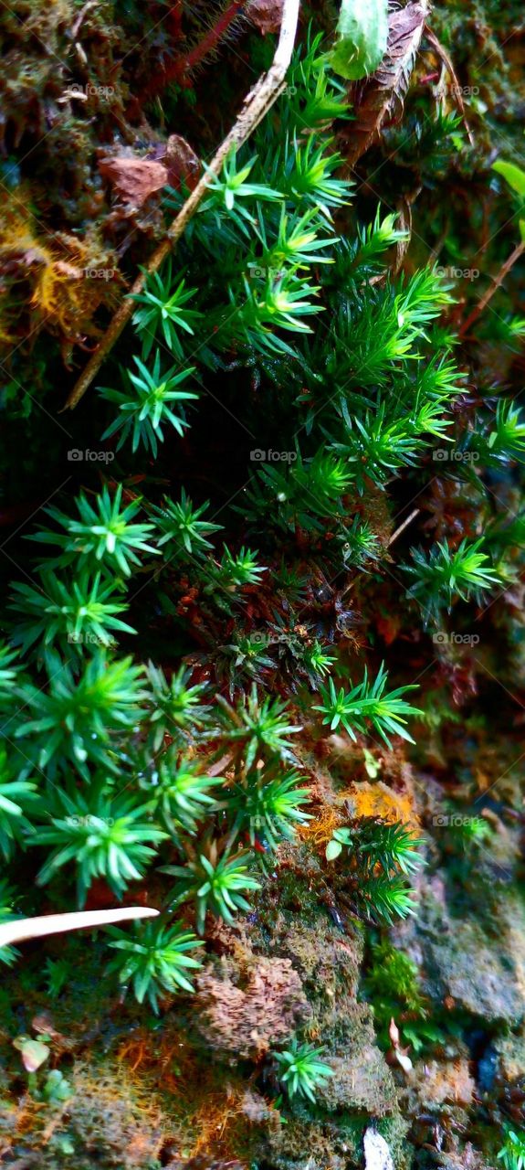 naturelove, green plants