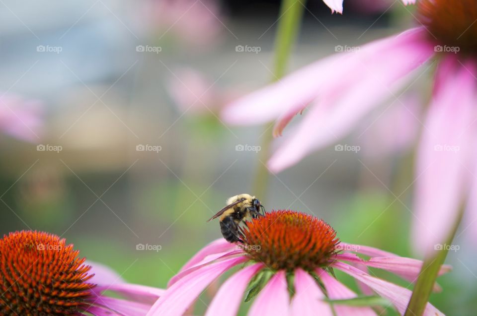 Bee . A bumble bee doing its work. 