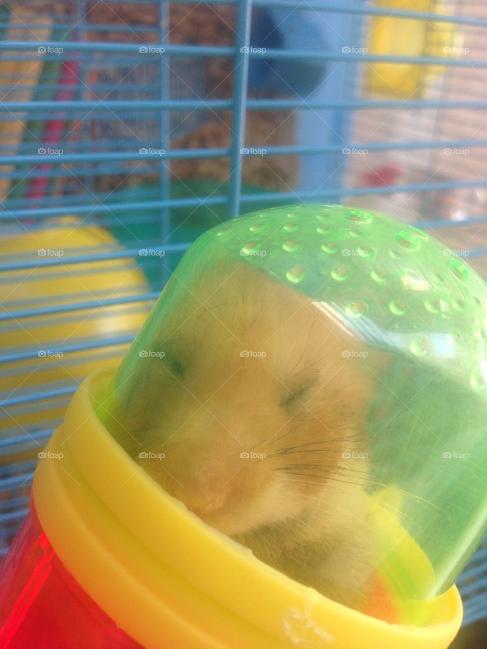 Cute hamster sleeping 