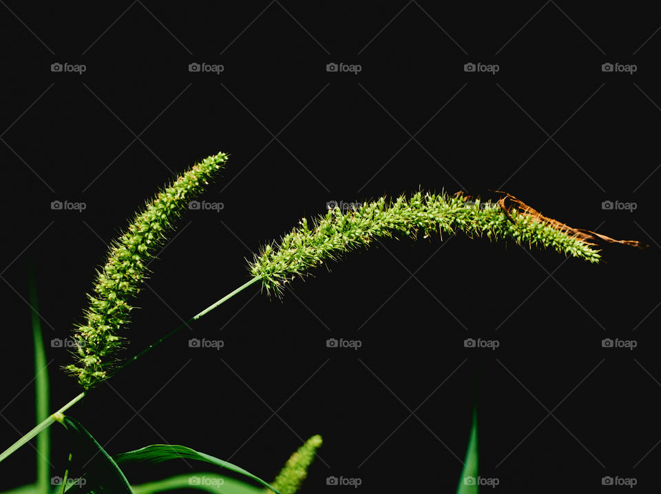 Grass - foxtail - Shining