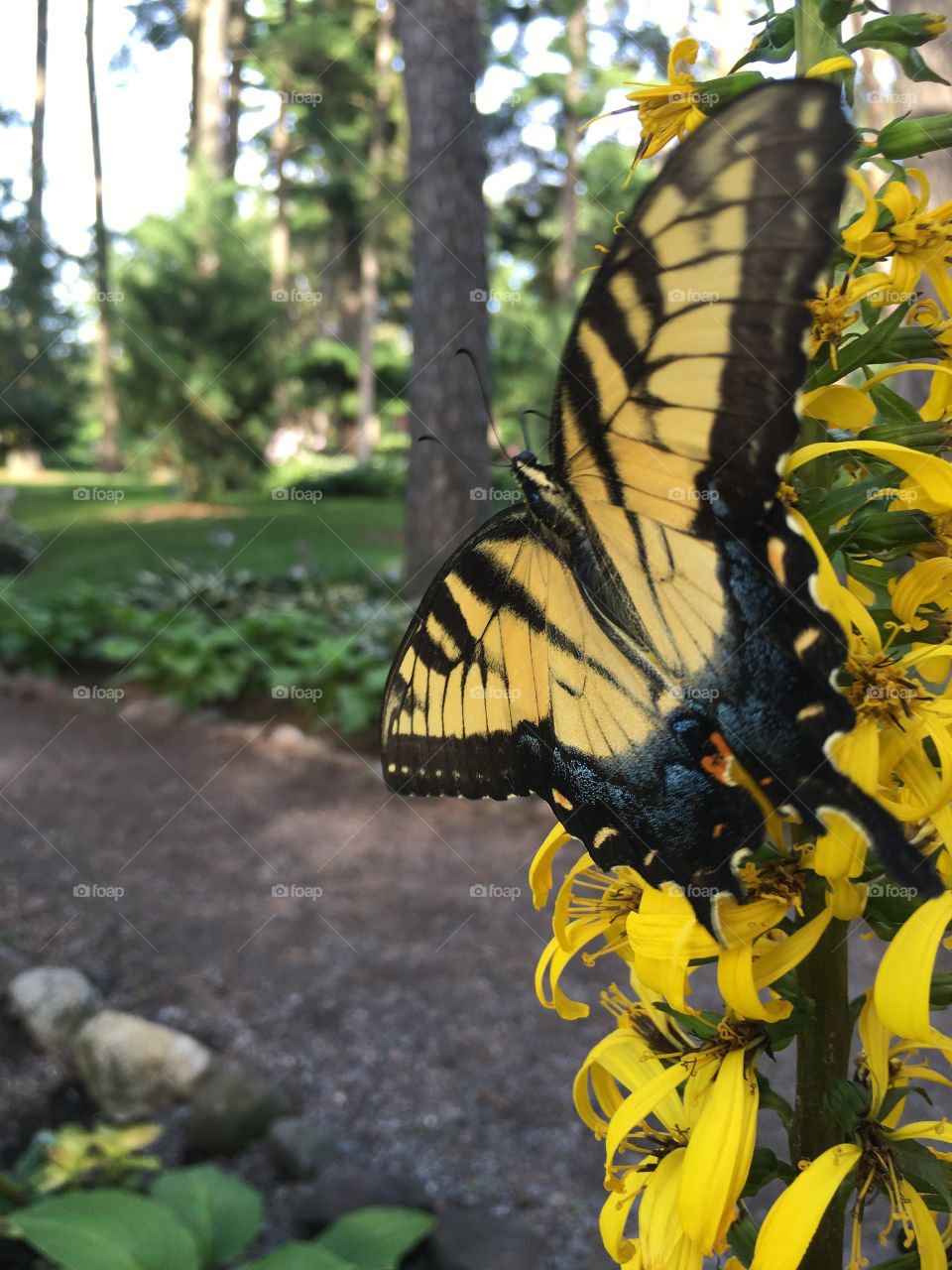 A yellow swallowtail butterfly I stumbled across while on a walk at Munsinger Gardens in Minnesota. I got quit a few shots, but this one is my favorite. 
