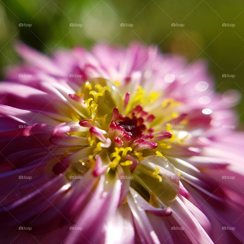 pink flower