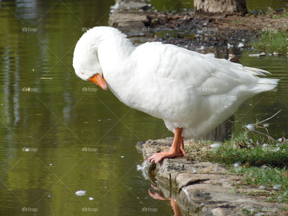 amen.. This is a picture of a goose that I saw in prayer. 👣 🚶 🏃 🔥 💨