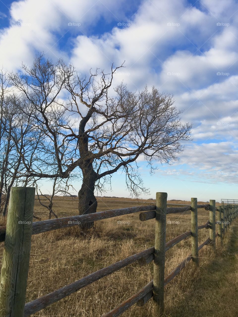 Rural Farm Scene 