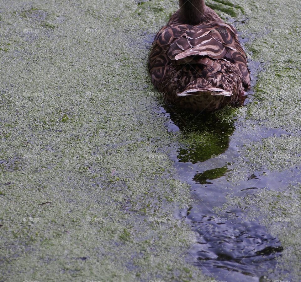 Feathers duck swimming in the lake