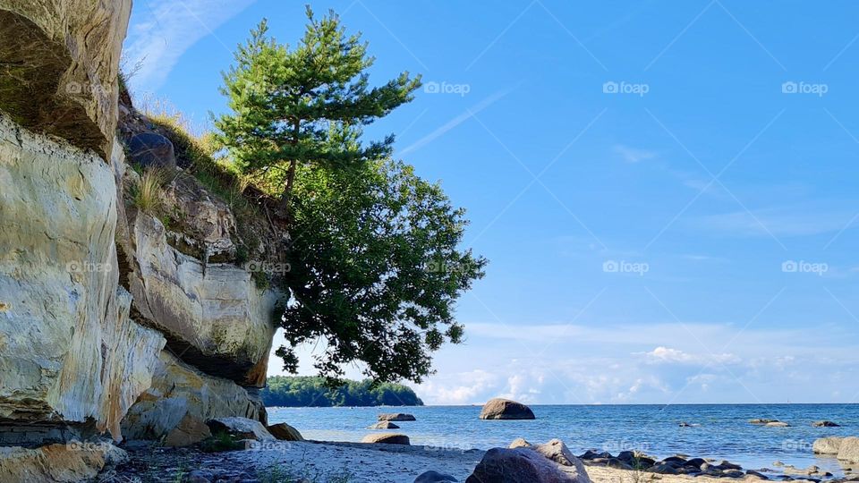 Tree growing on a rock by the sea