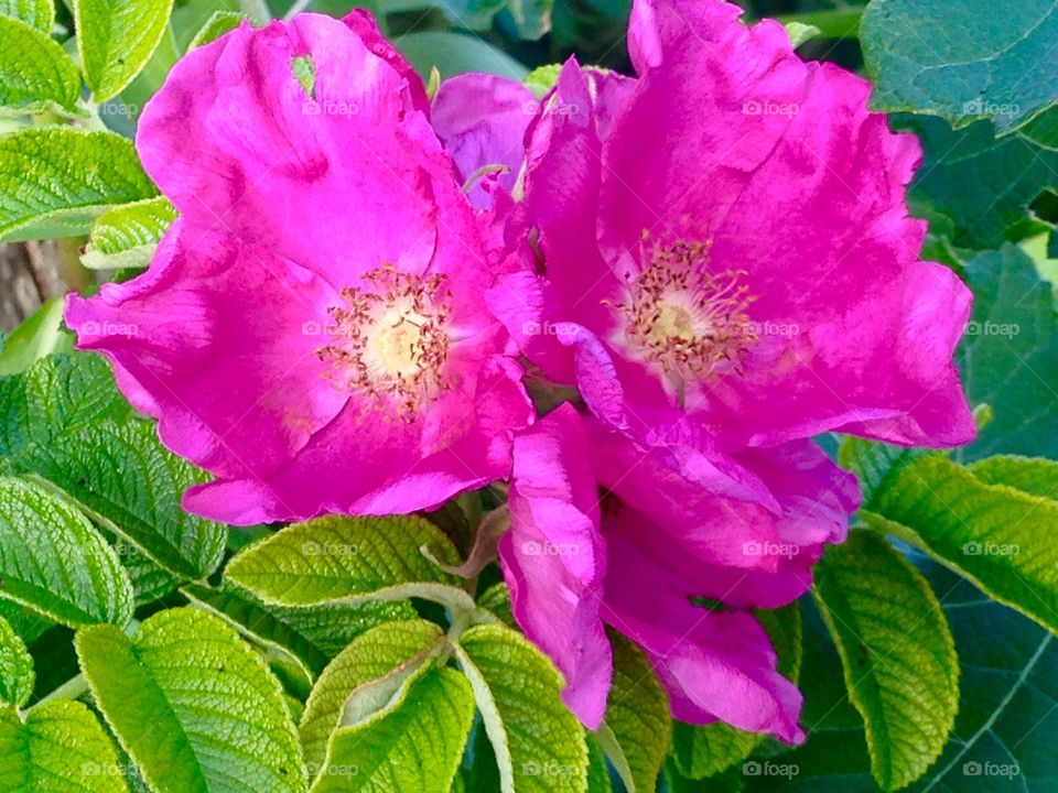 Bass River, Cape Cod 
MA