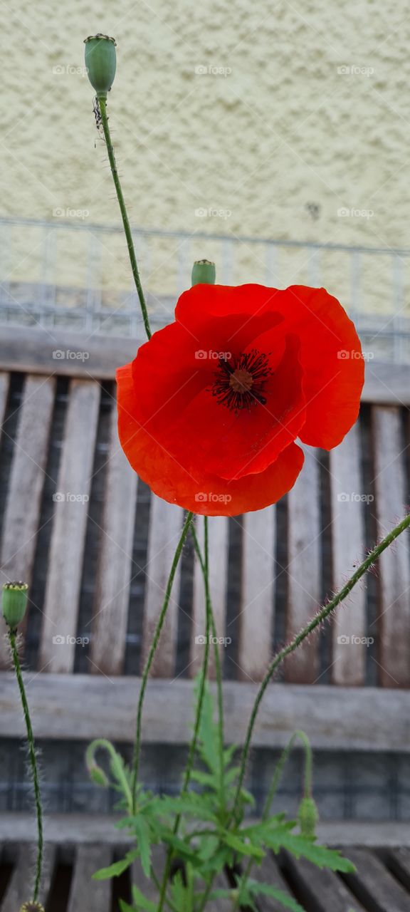 poppies