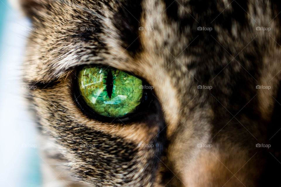 Through the eyes of the cat