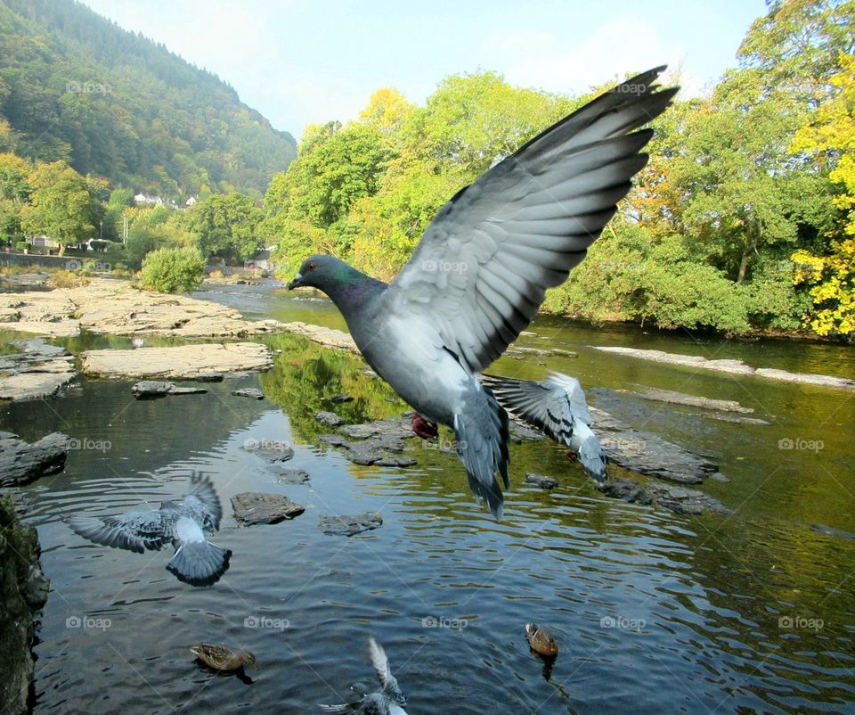 Pigeon in flight with wingspan much bigger than he is