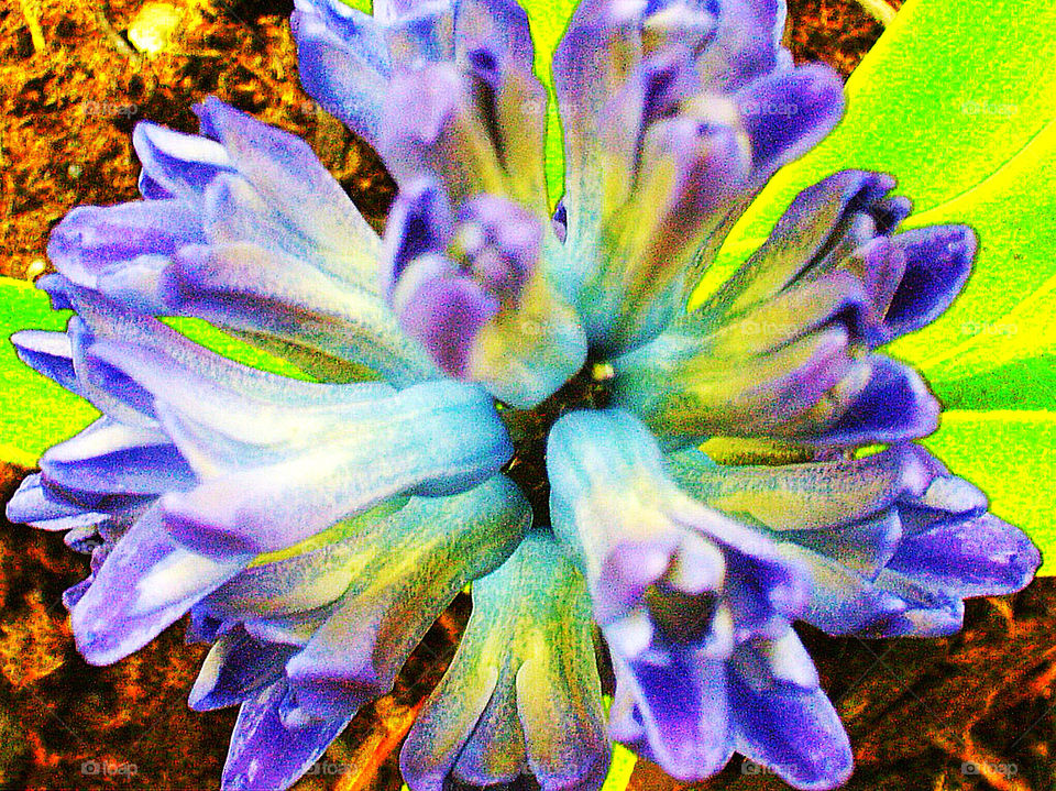 green spring purple hyacinth by silkenjade