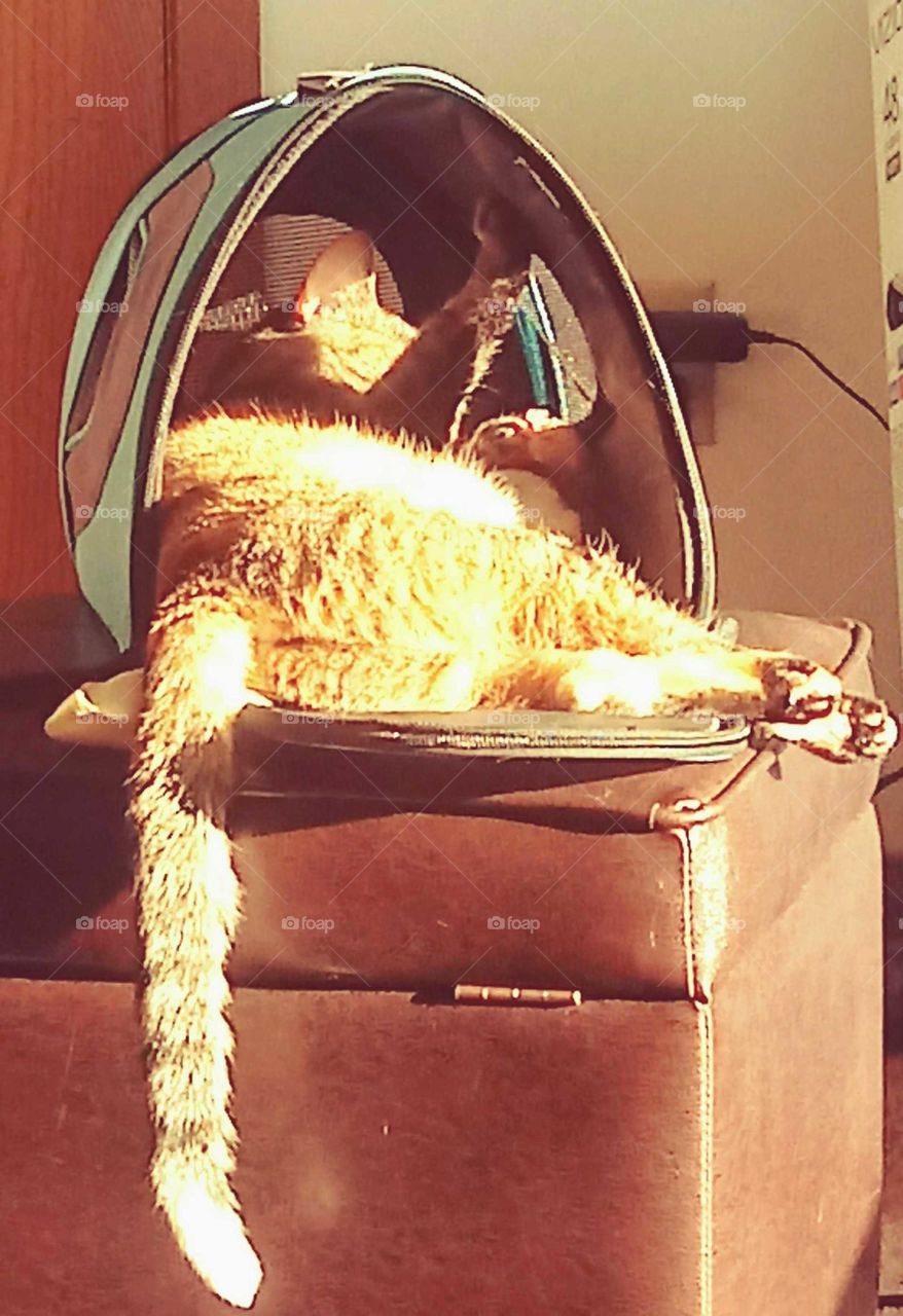 Chillin' on the cat lanai.