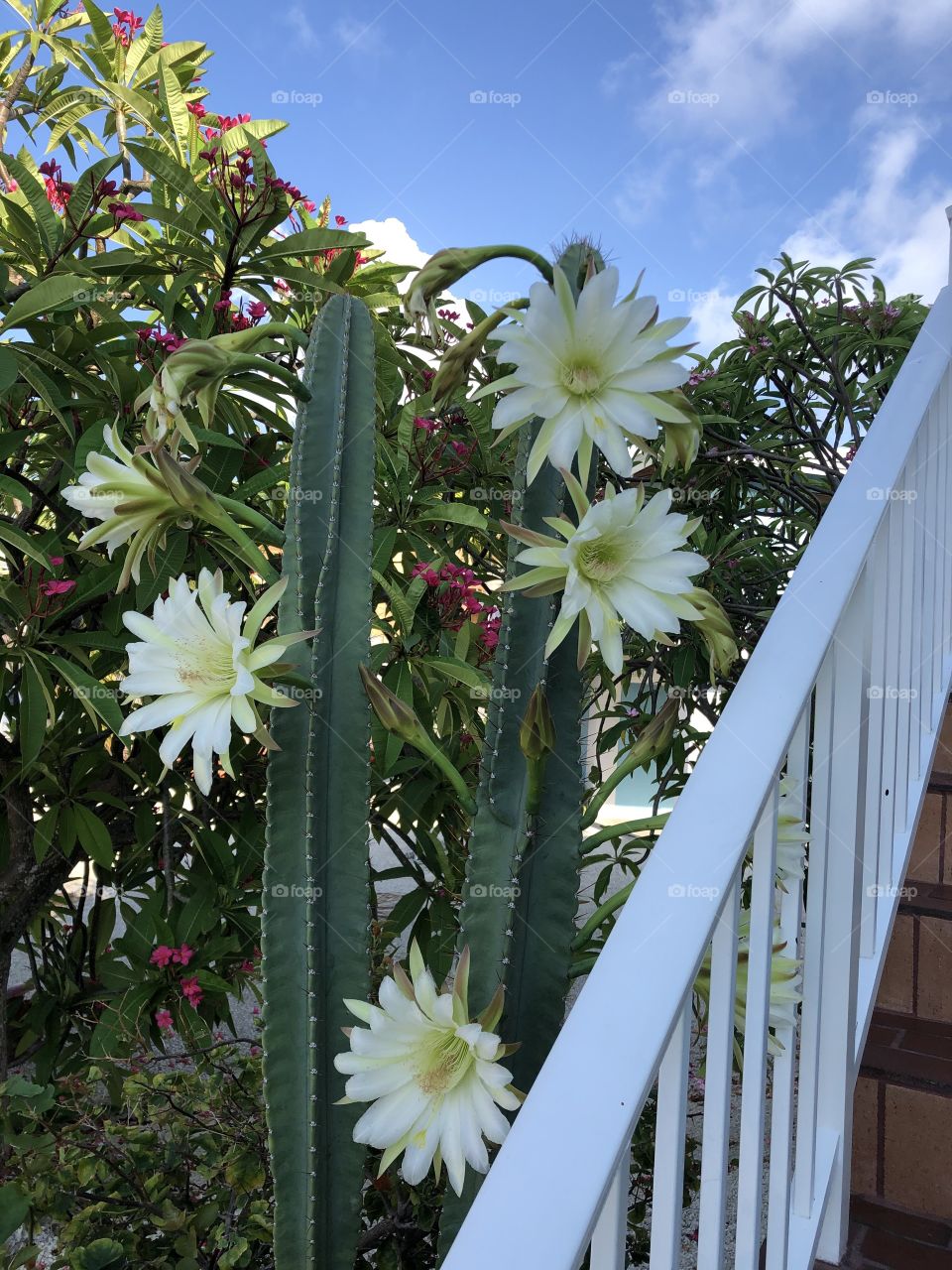 Cactus blooming 