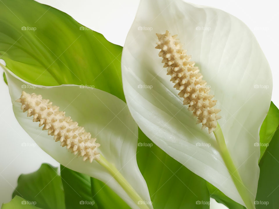 Peace lilies (Spathiphyllum), also known as closet plants. A sign of peace, innocence, purity, healing, hope, and prosperity.