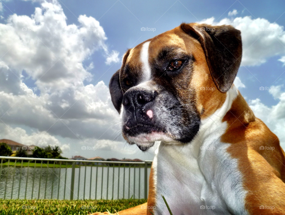 sky outdoor fence dog by jmsilva59