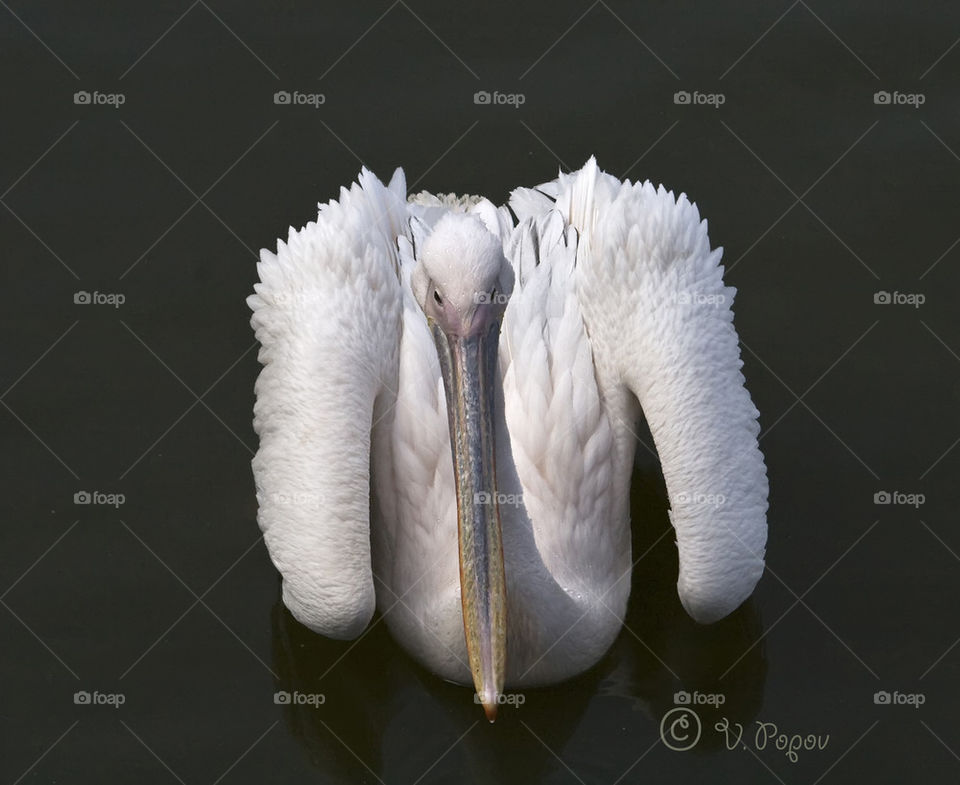 White pelican