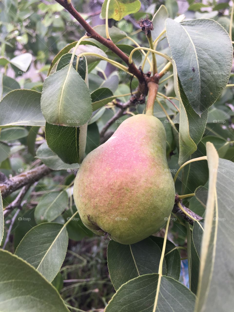 Not ripe pear 