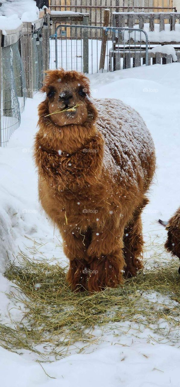 alpaca eating alfalfa