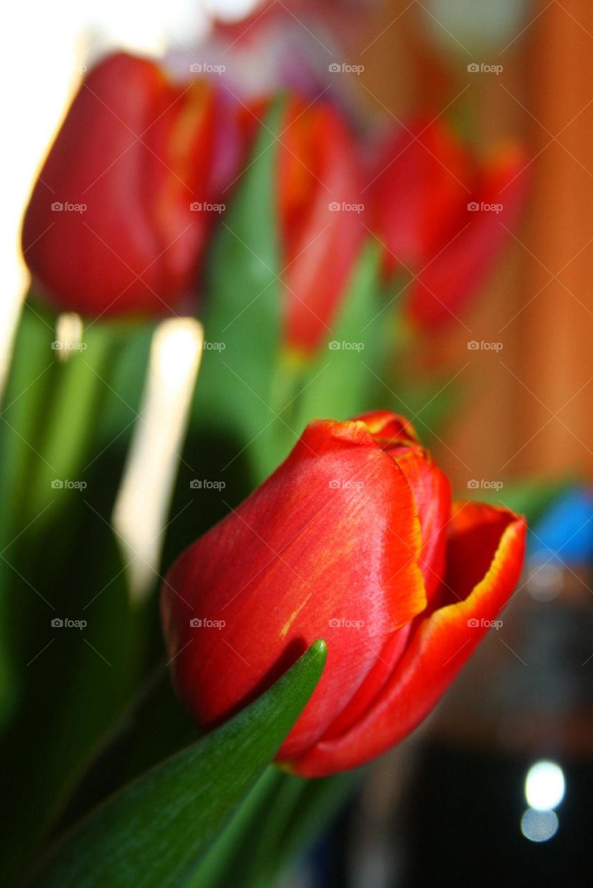 Tulips