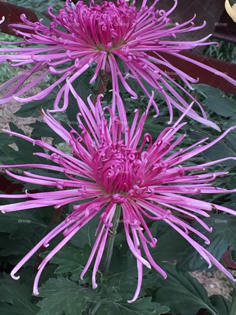 Chrysanthemum