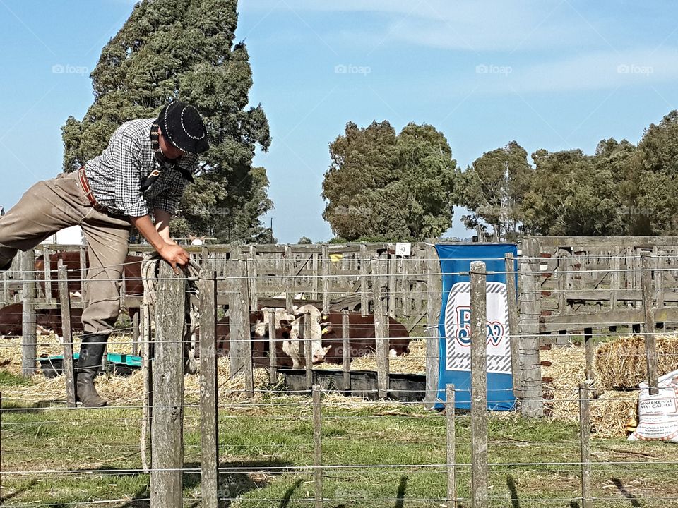Gaucho climbing fence
