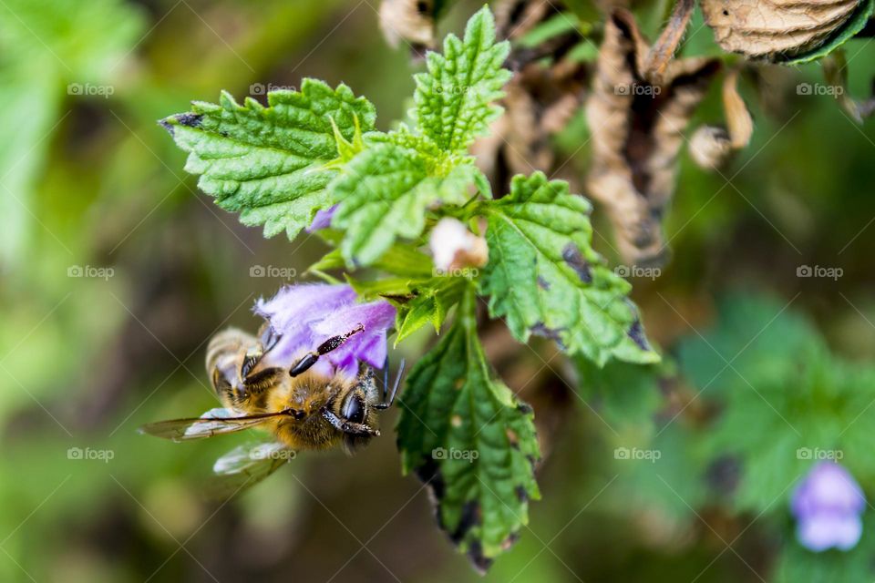 Bee on a september day