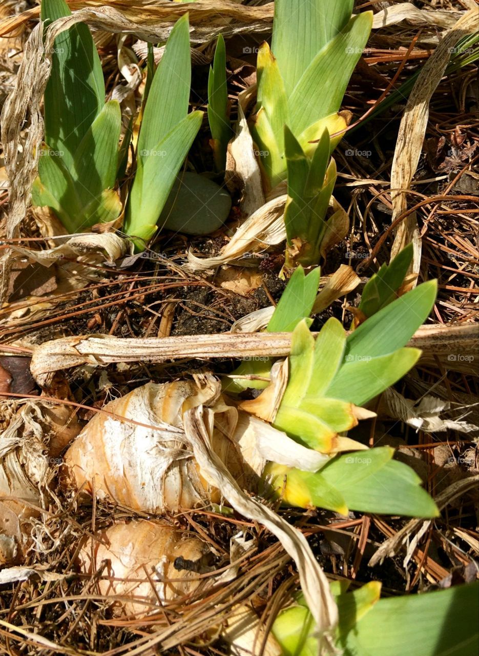 Perennial flower bulbs exposed on top of garden soil in Spring. New growth is sprouting from flower bulbs.