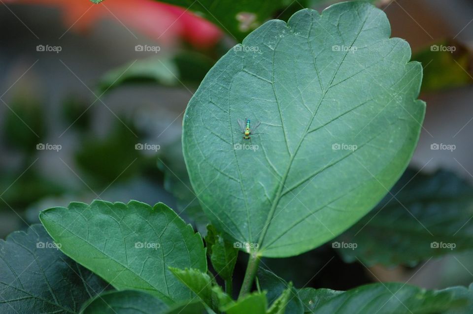 Fly on leaf