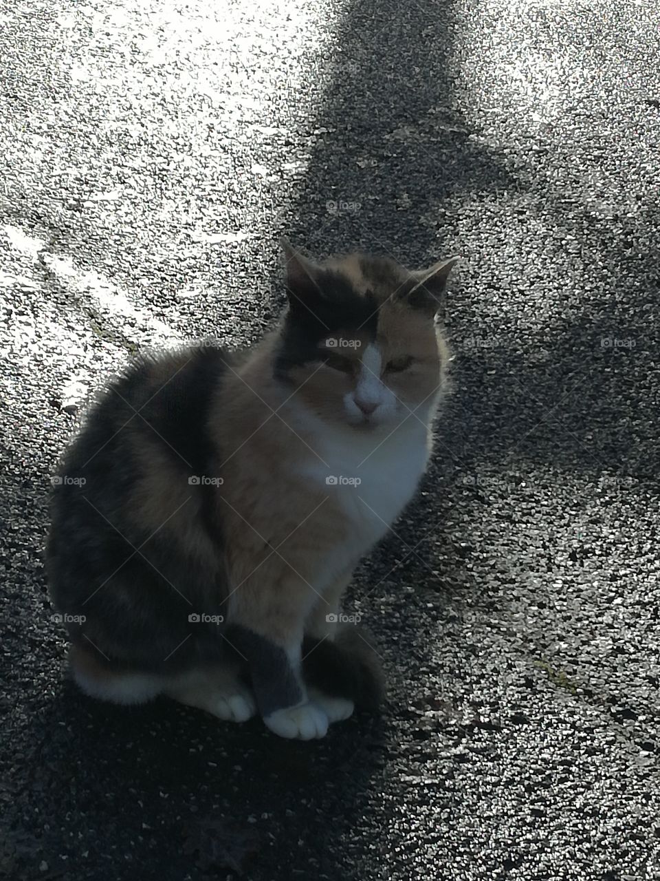 Used to being in a pose