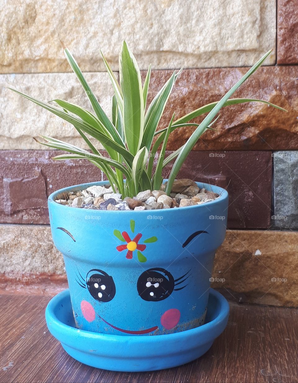 Spider plant in pot