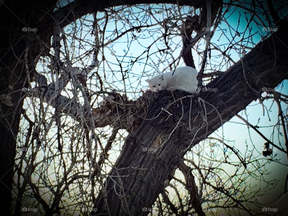 Cat in Tree