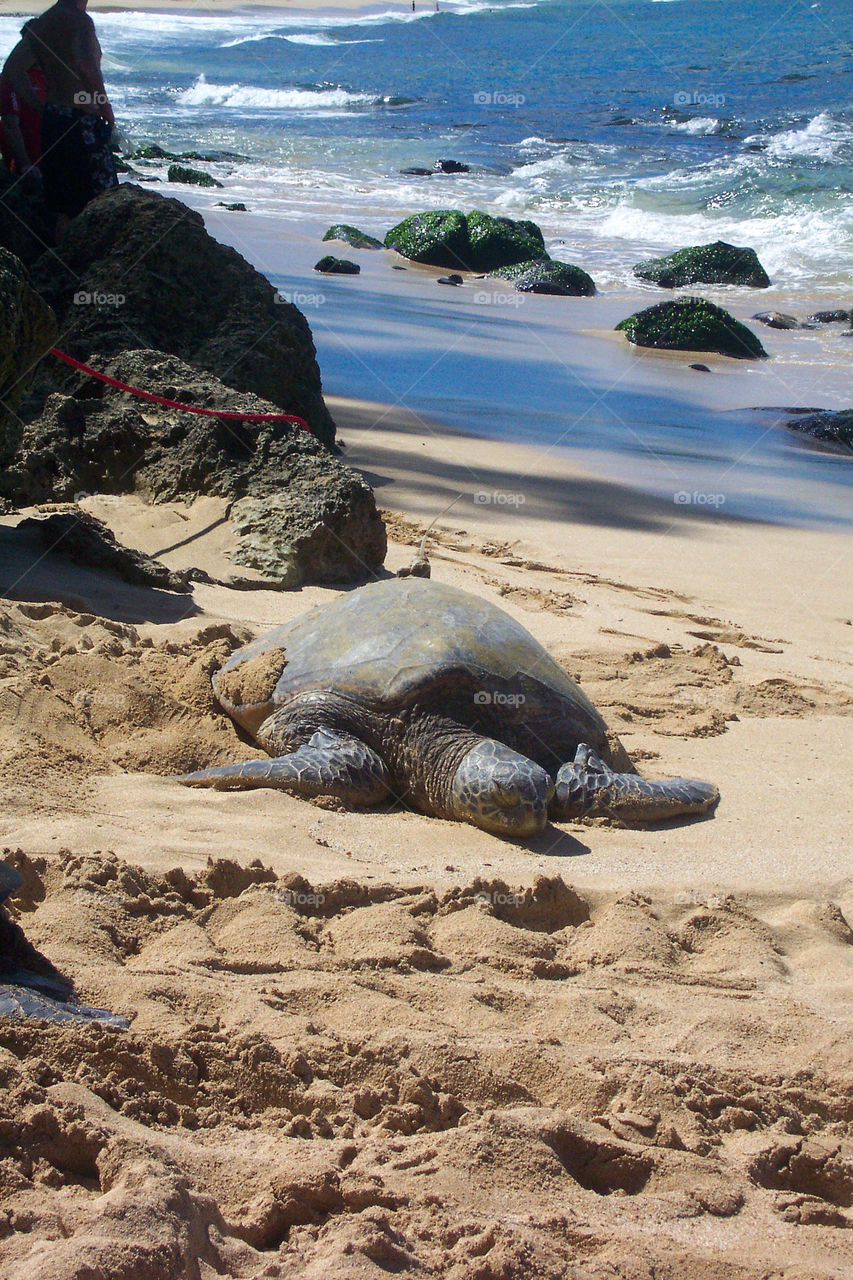 Honu -- Hawaiian word for sea turtle