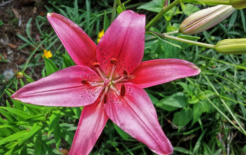 Lilly's First Bloom