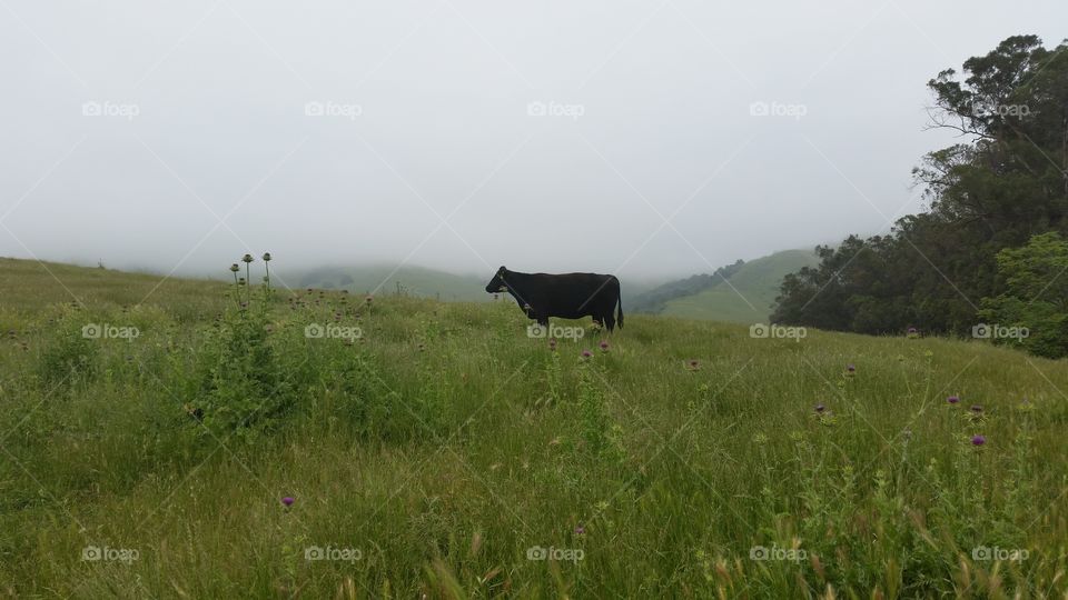 Cow on the loose, lush green landscape