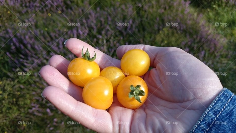 fresh tomatoes