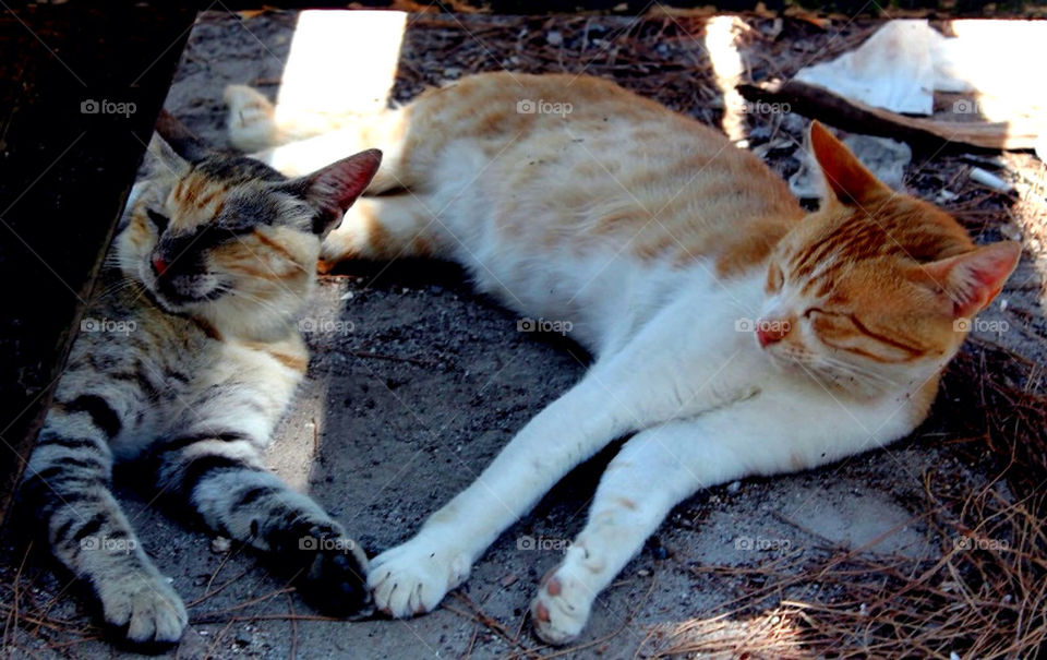 Two greek wildcats sleeping in the shadow