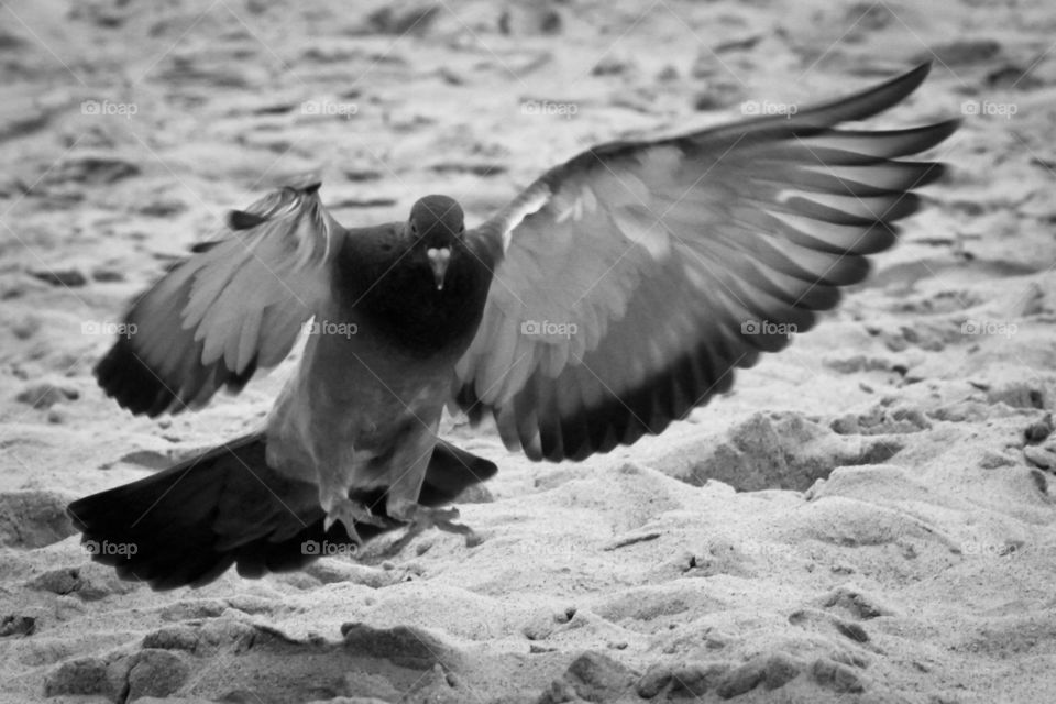 Dove resting on the sand