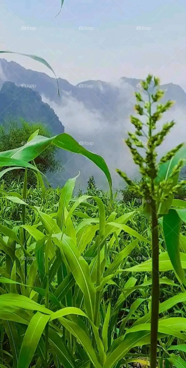 Glory be to God, the magnificent and picturesque view and the natural green trees are a view that is nothing more wonderful than it