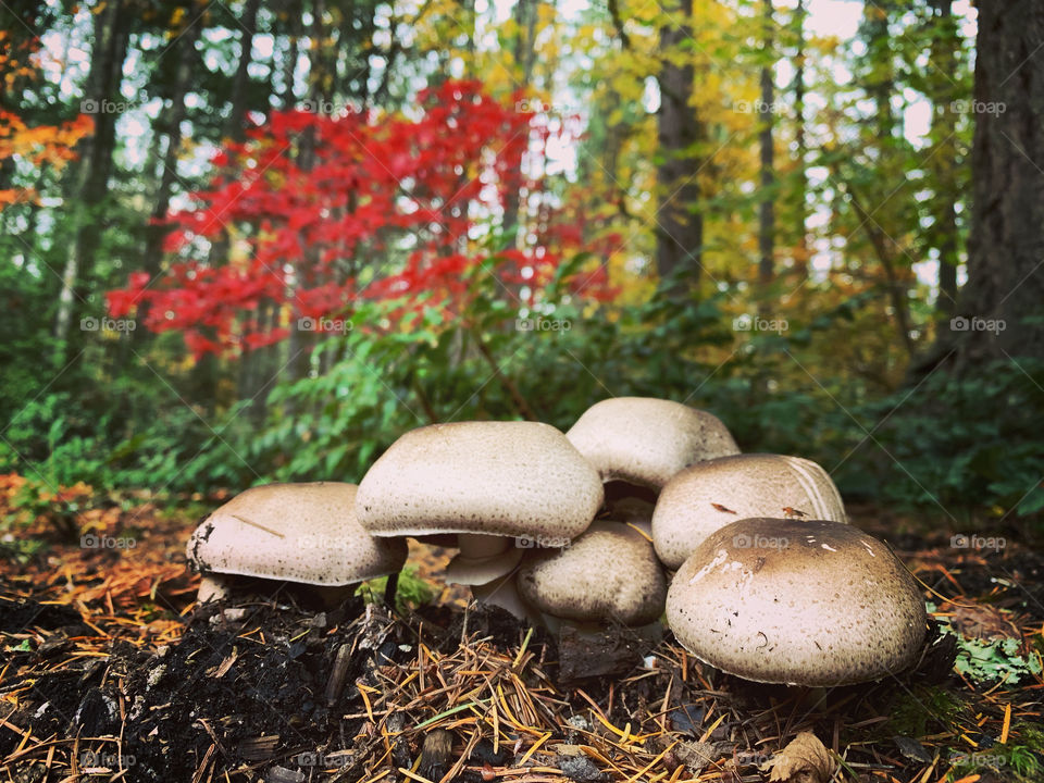 Mushrooms in Autumn 