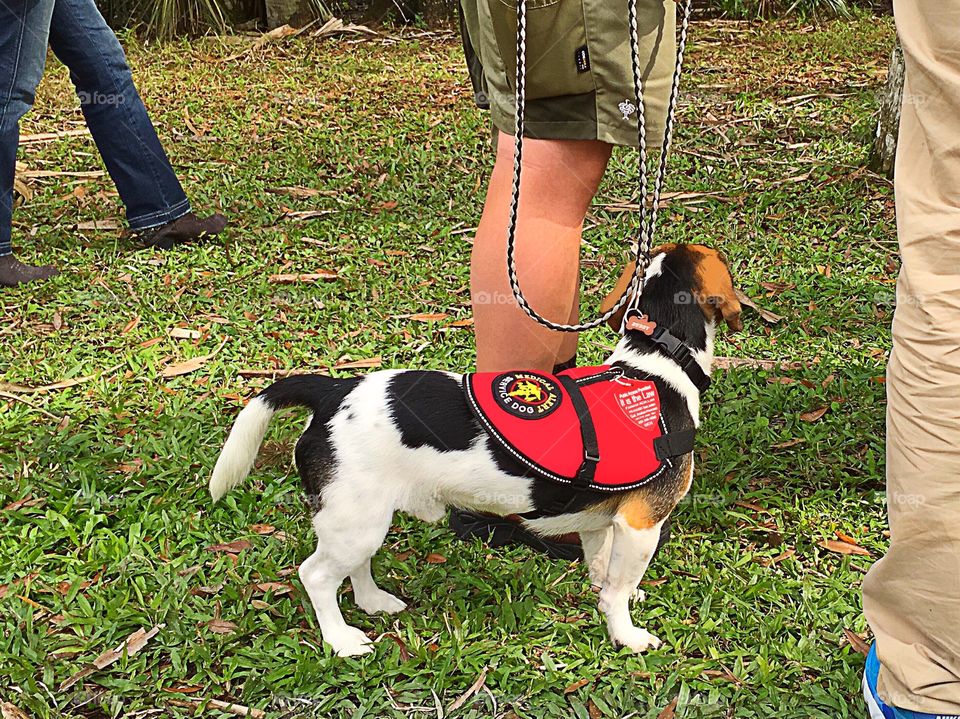 Springtime walk with my loyal therapy dog.