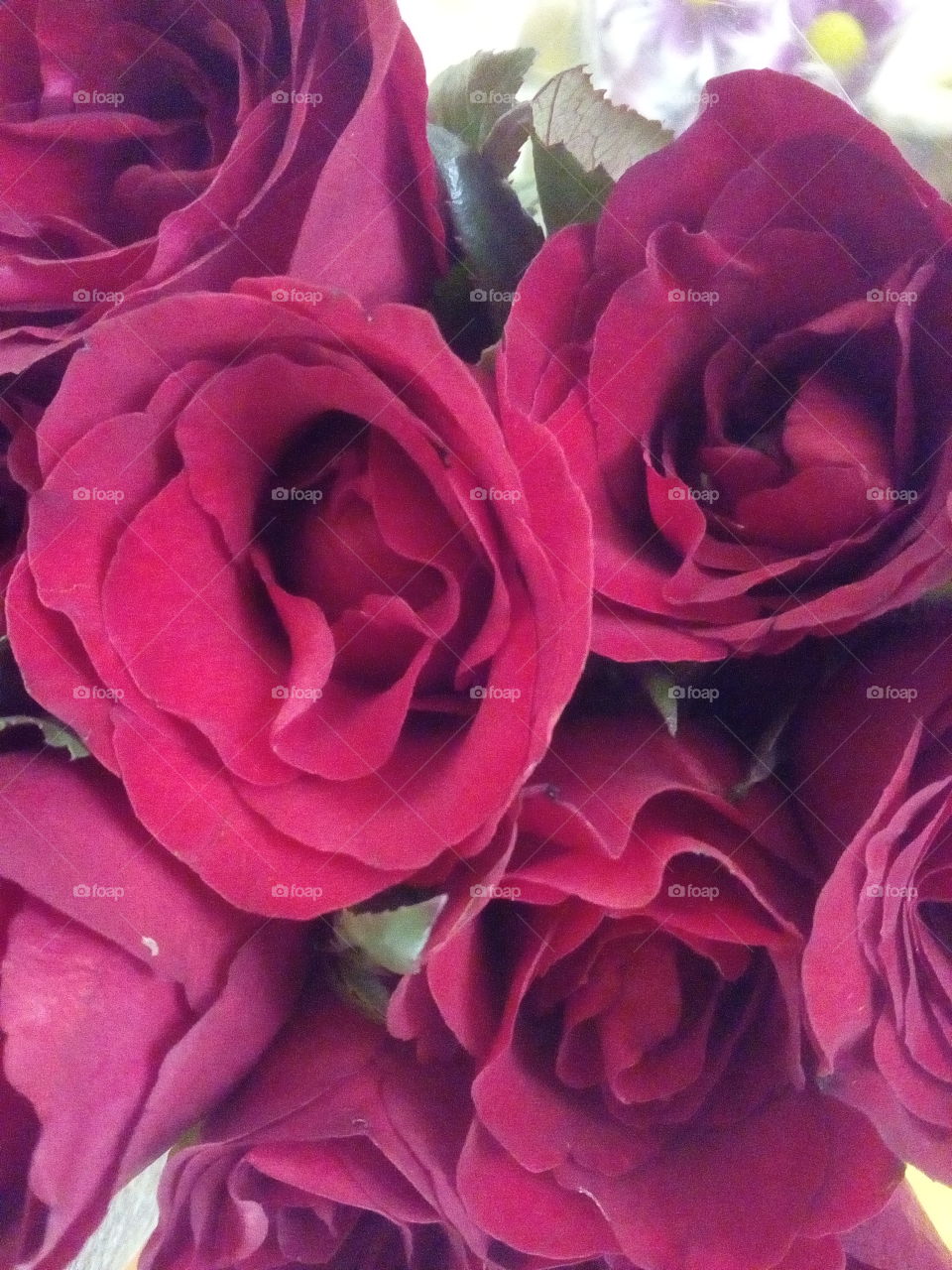 Roses