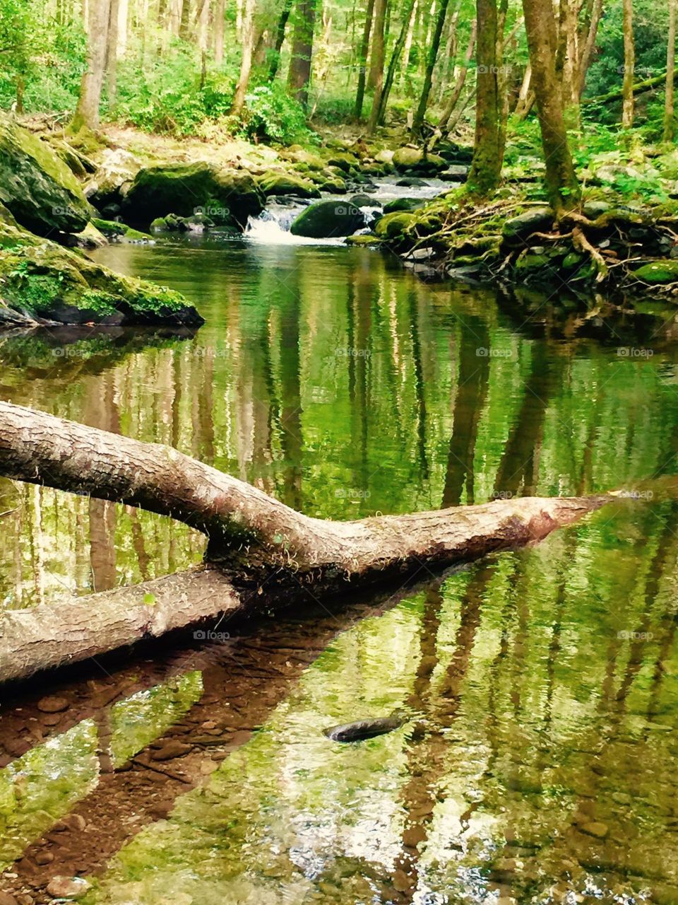 Great smokies hidden creek. A creek hidden back deep in the Smokey Mountains 