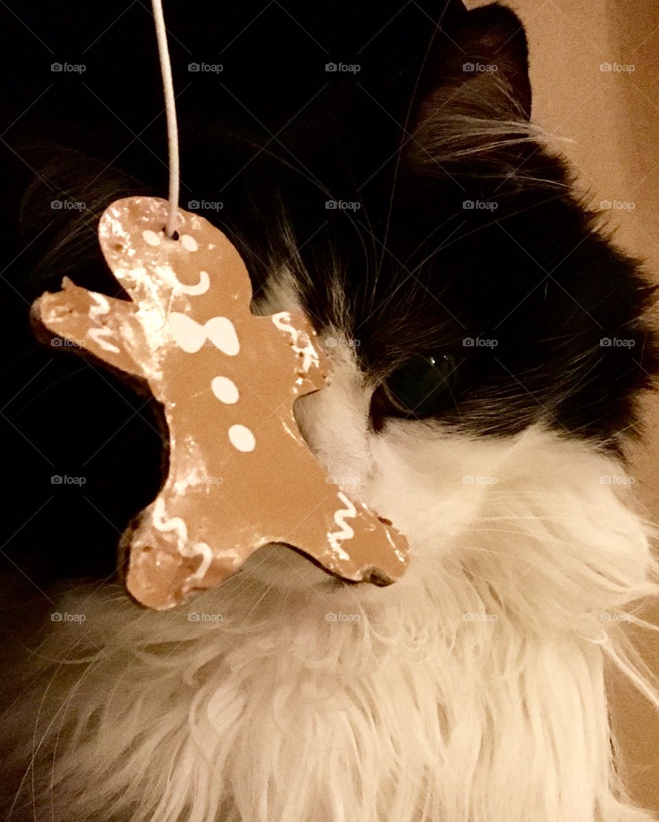 Tuxedo cat v. gingerbread man 2