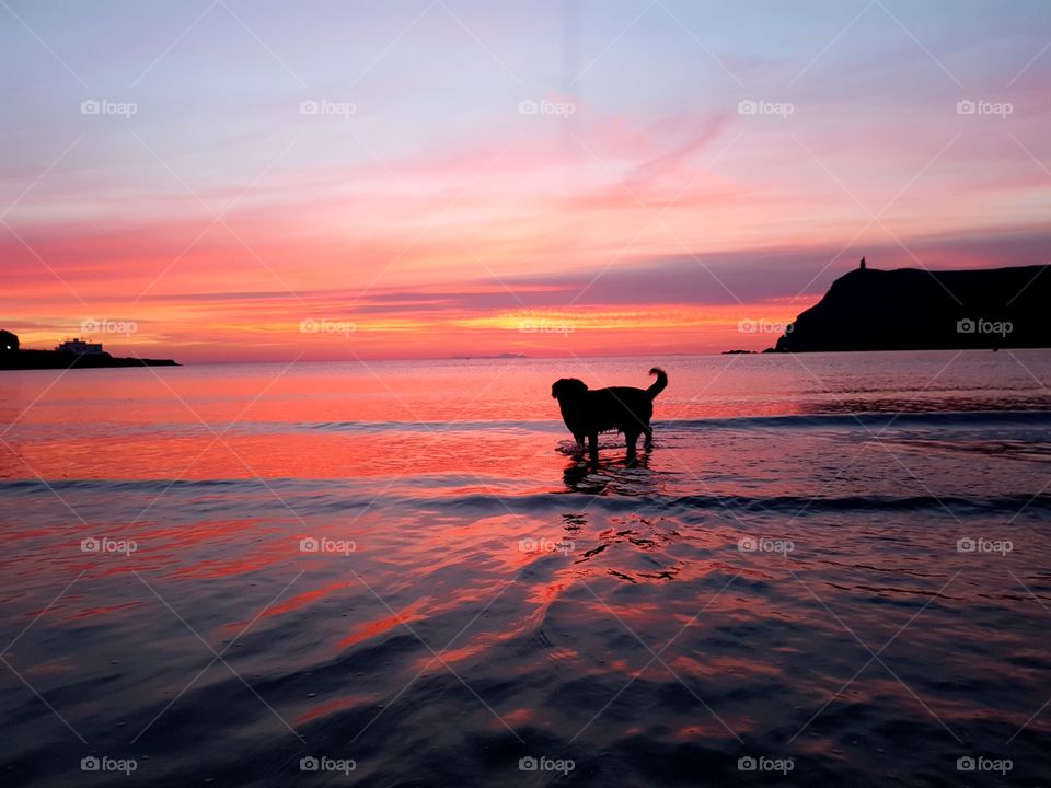 dog in the sunset